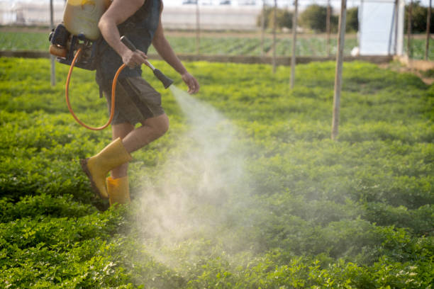 Best Ant Control Services  in Coalgate, OK
