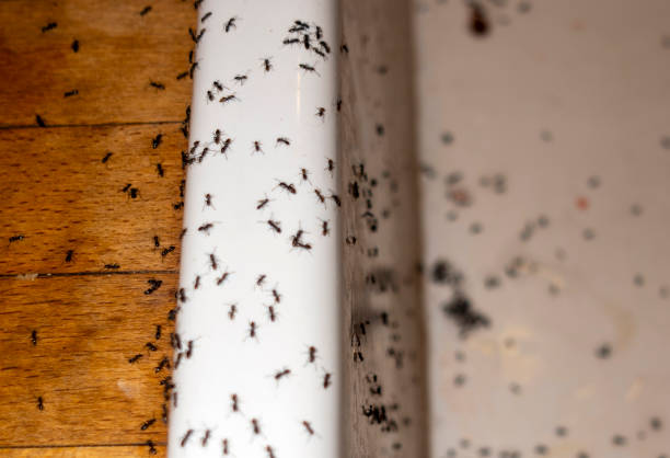 Best Pest Prevention Services  in Coalgate, OK