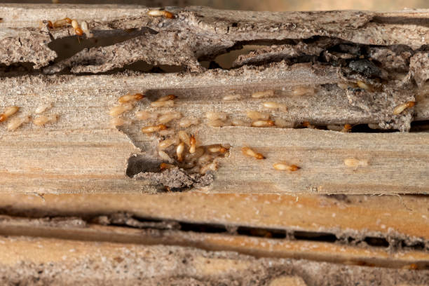 Trusted Coalgate, OK Pest Control Experts