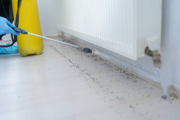 Best Wasp Removal Services  in Coalgate, OK