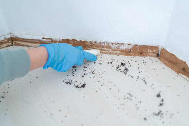 Best Pest Control Treatment  in Coalgate, OK